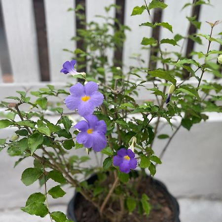 Moukdavan Guesthouse Луанг Прабанг Екстериор снимка